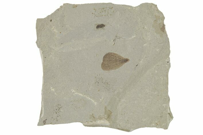 Fossil Seed and Fly Association - Green River Formation, Utah #215631